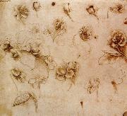 Leonardo  Da Vinci Flower Studies oil painting